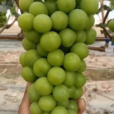阳光玫瑰大量上市