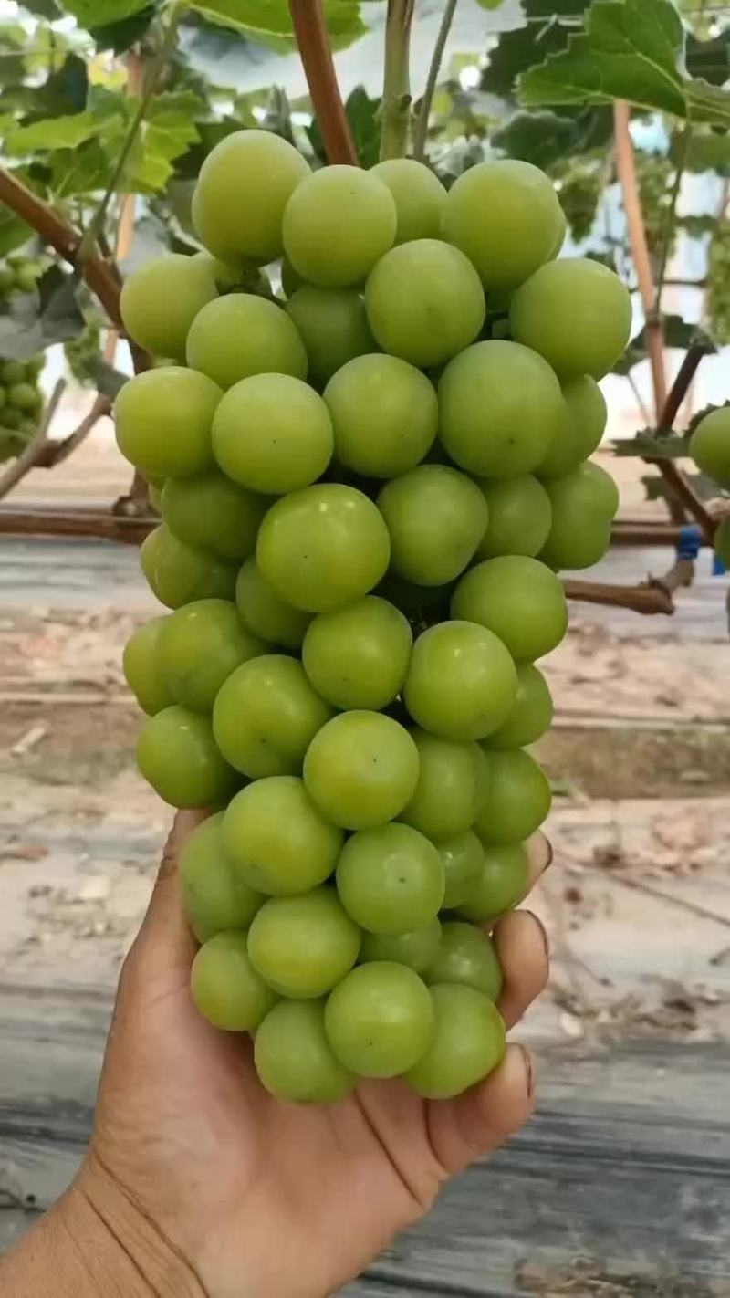 阳光玫瑰大量上市