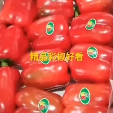 专业出口彩椒