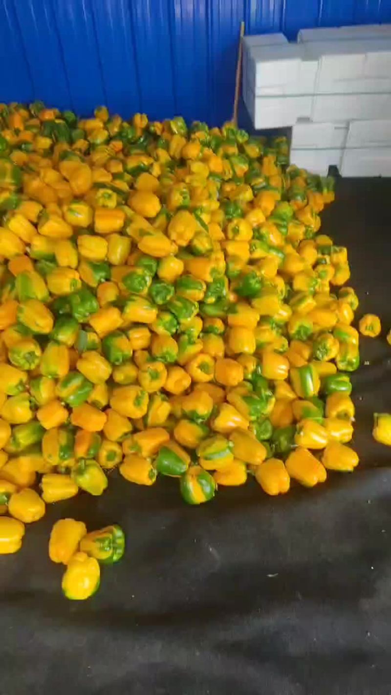 专业出口彩椒