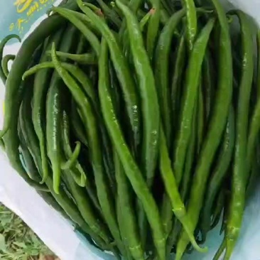 线椒