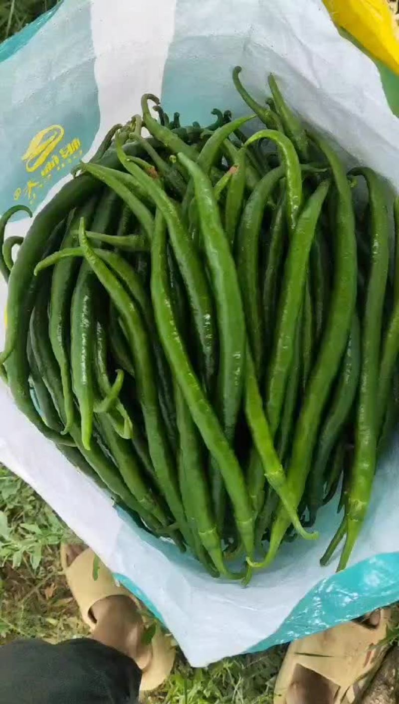 线椒
