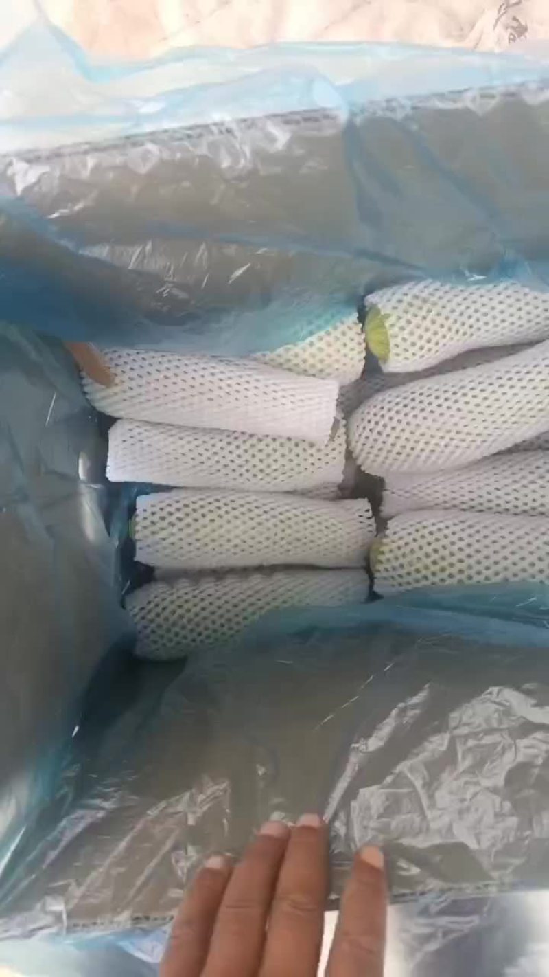 精品西葫芦
