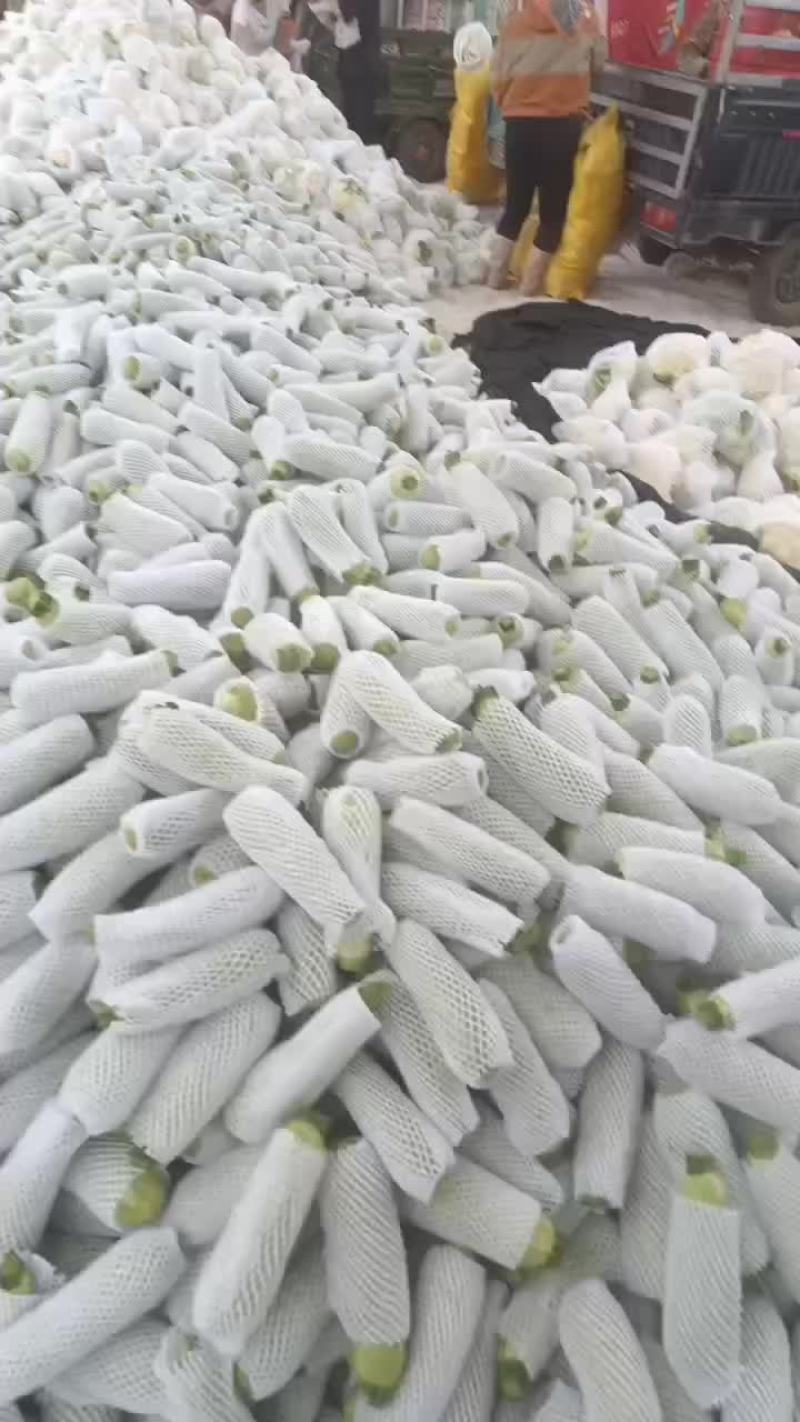 精品西葫芦