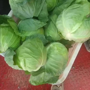 精品甘蓝