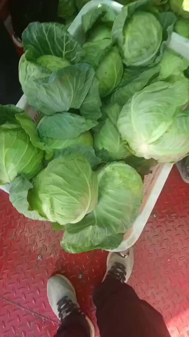 精品甘蓝