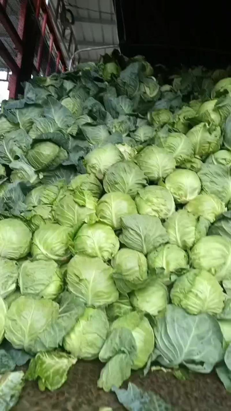 精品甘蓝