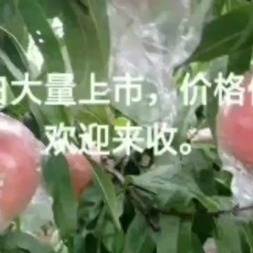 白桃