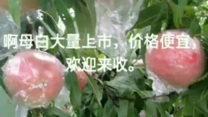 白桃