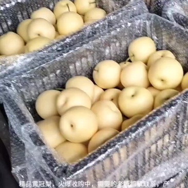 精品皇冠梨