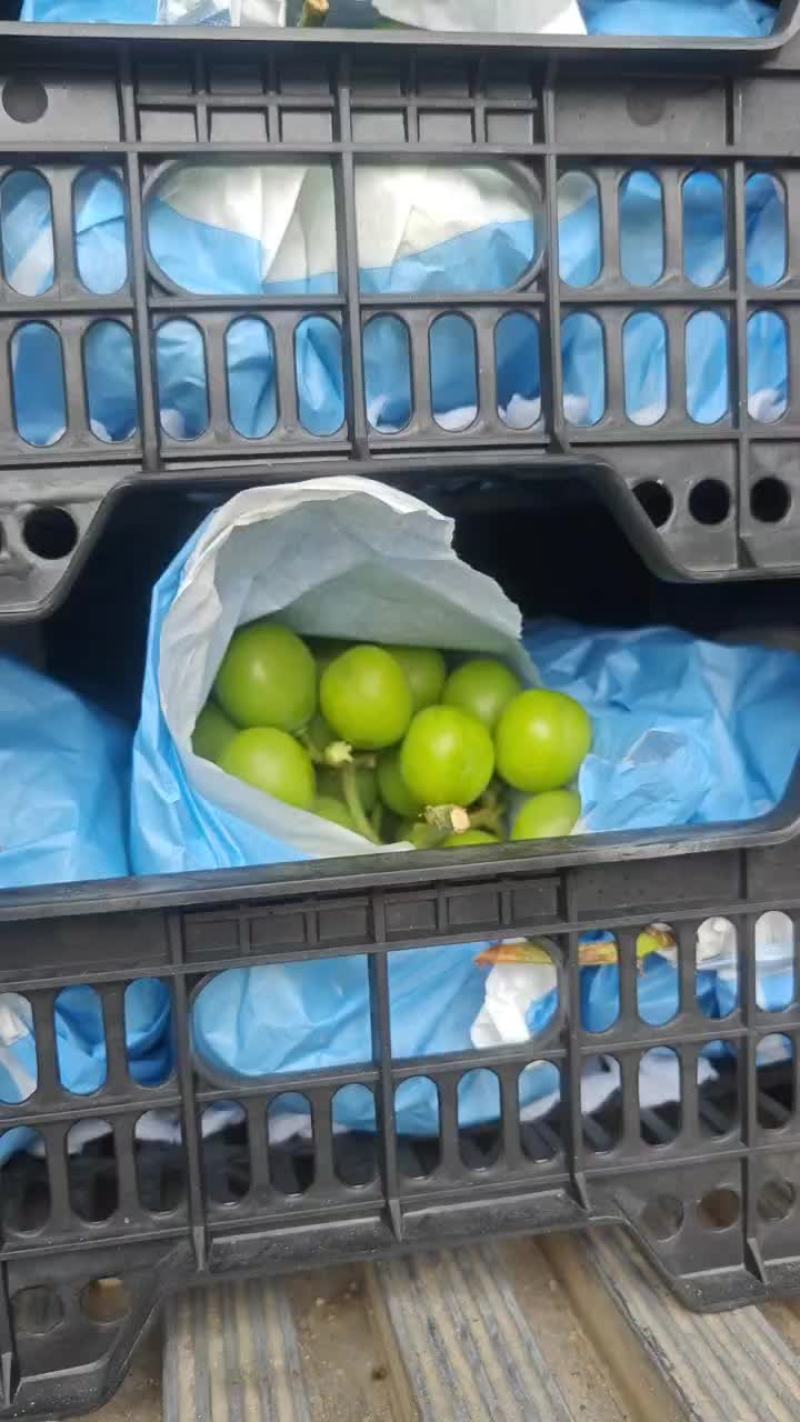 阳光玫瑰产地直发