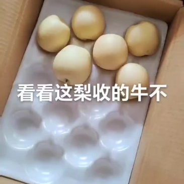 皇冠梨