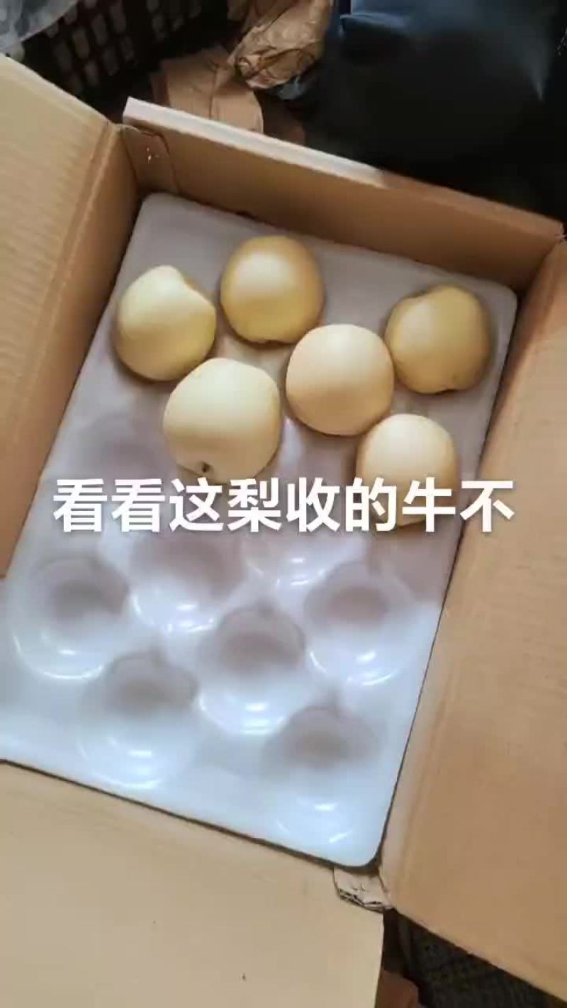 皇冠梨