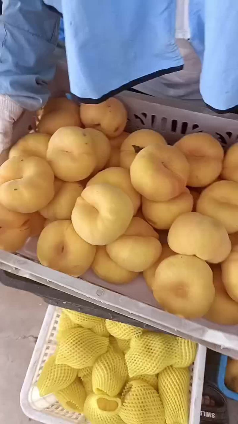 黄金蟠桃中蟠102