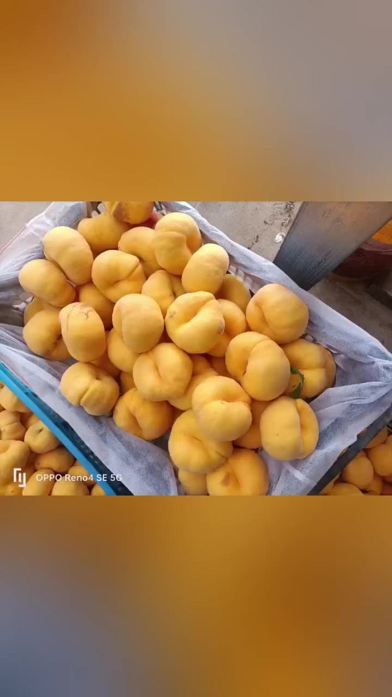 黄金蟠桃中蟠102