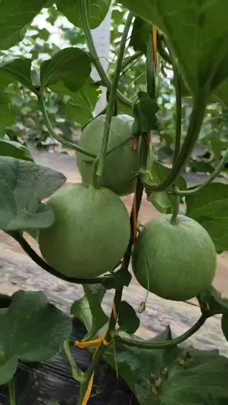 300亩绿宝基地