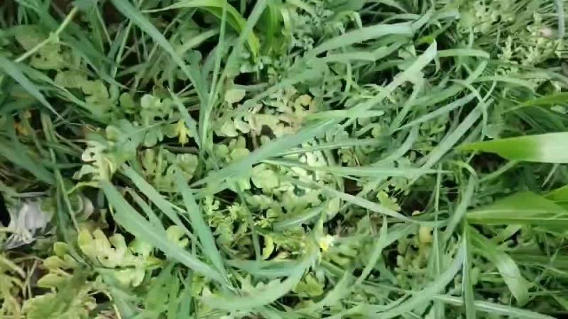 天津宁河猛虎精品小二炮，4米2包上车