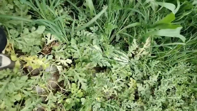 天津宁河猛虎精品小二炮，4米2包上车