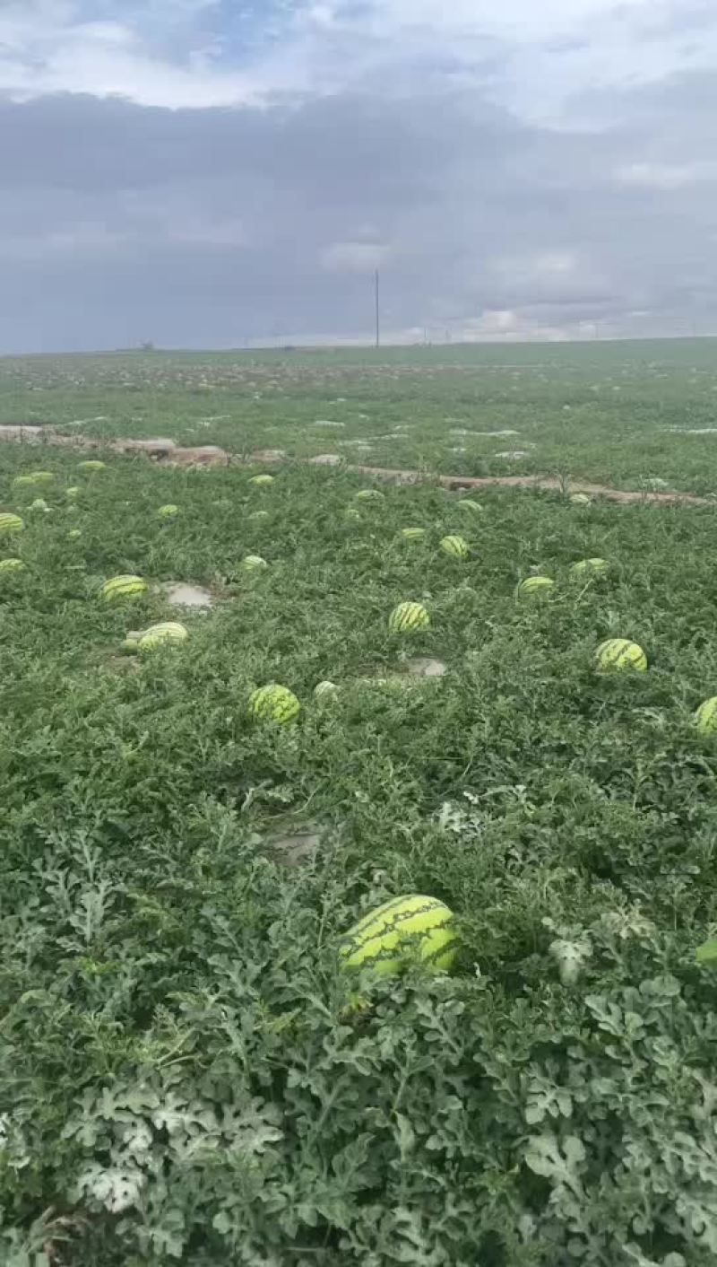 砂西瓜上市