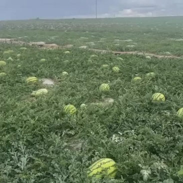 砂西瓜上市