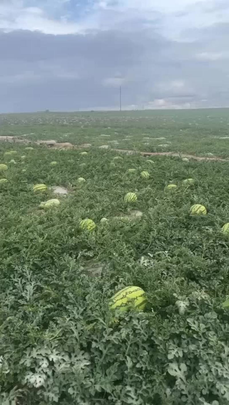 砂西瓜上市