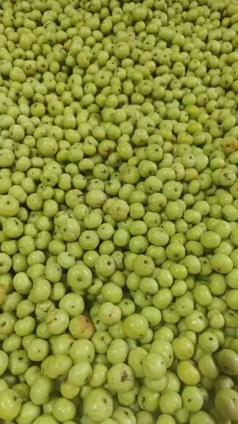 正枝饼甜上市