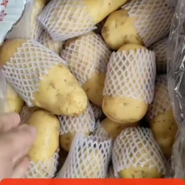 冷库荷兰土豆，对接各大市场