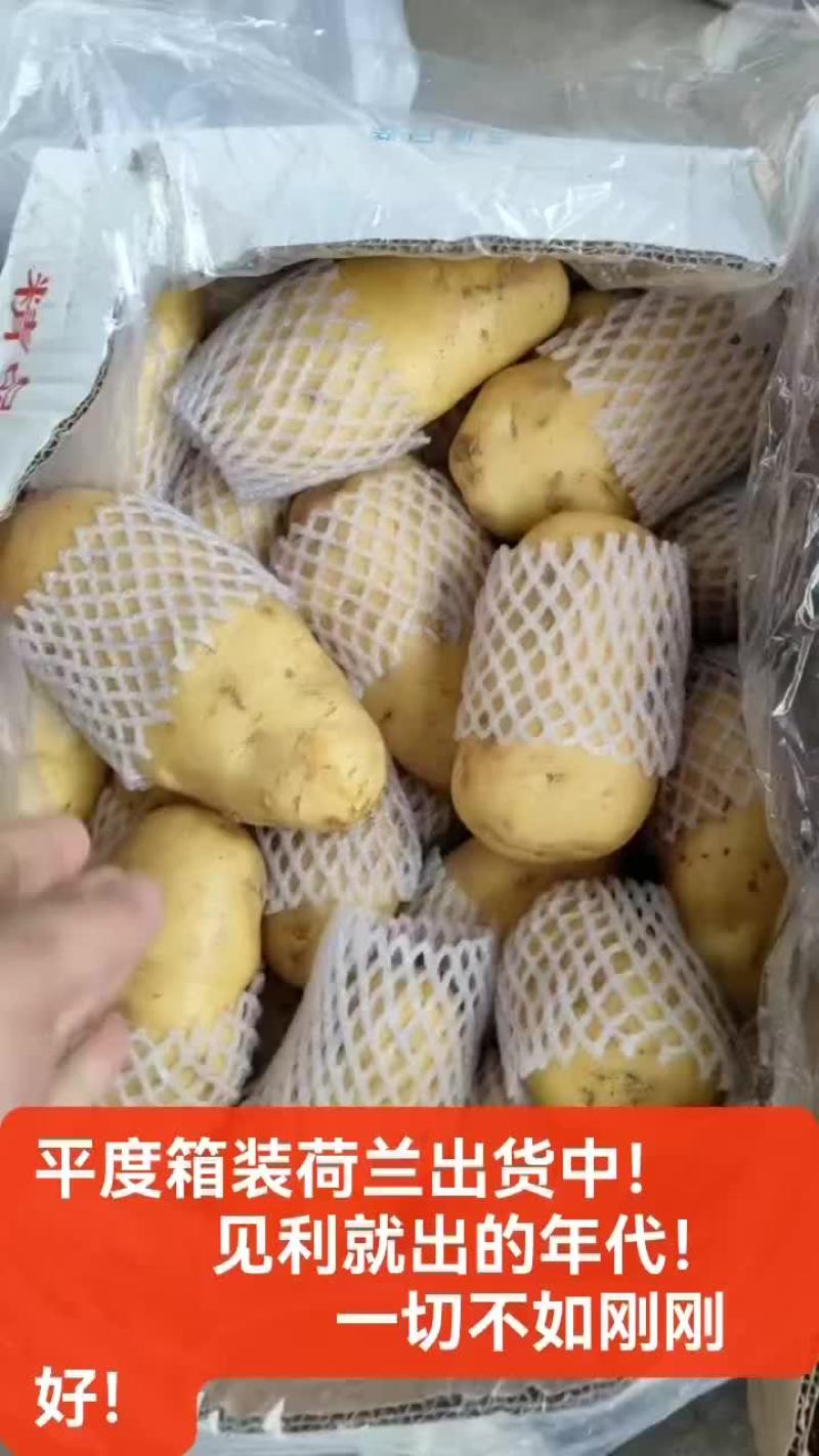 冷库荷兰土豆，对接各大市场