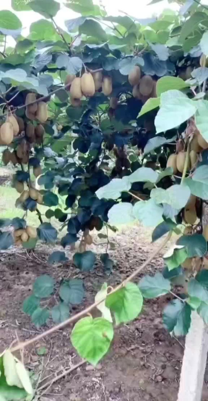 米良一号