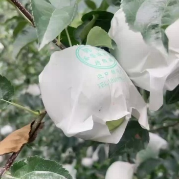 汉源青苹果品质保证，口感脆甜