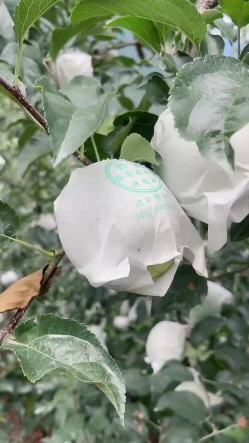 汉源青苹果品质保证，口感脆甜