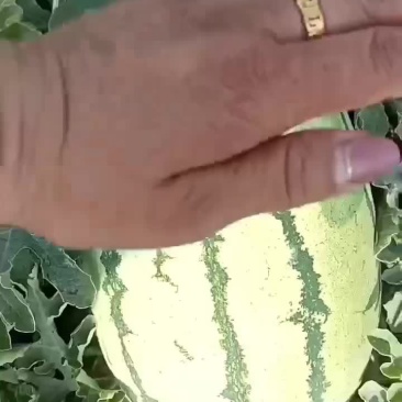沙漠一号