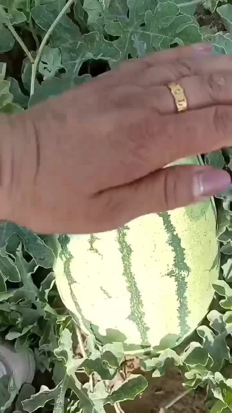 沙漠一号