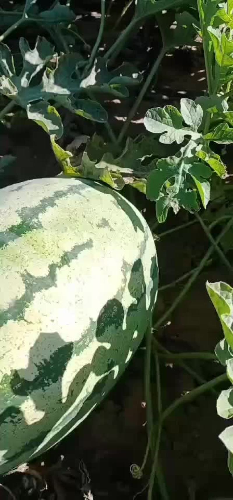 沙漠一号