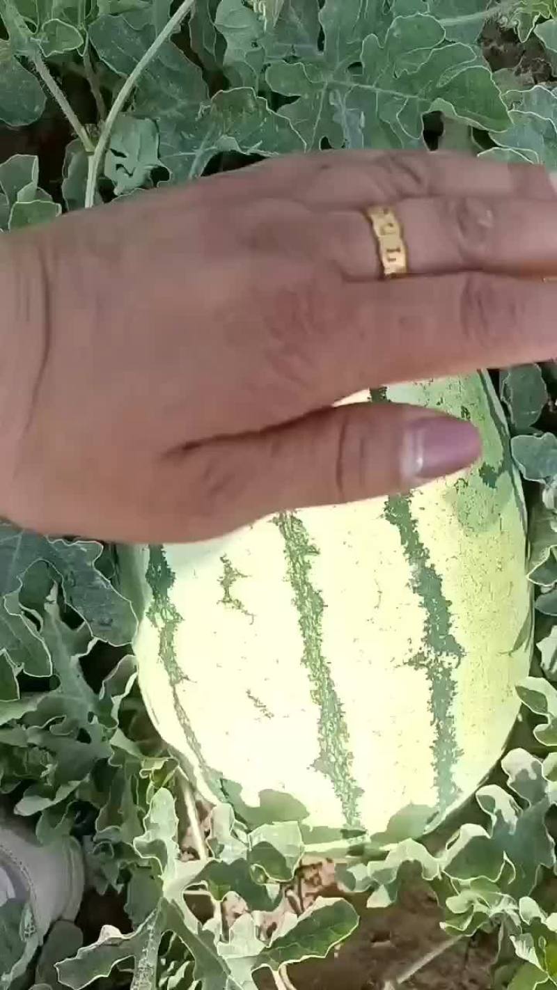 沙漠一号