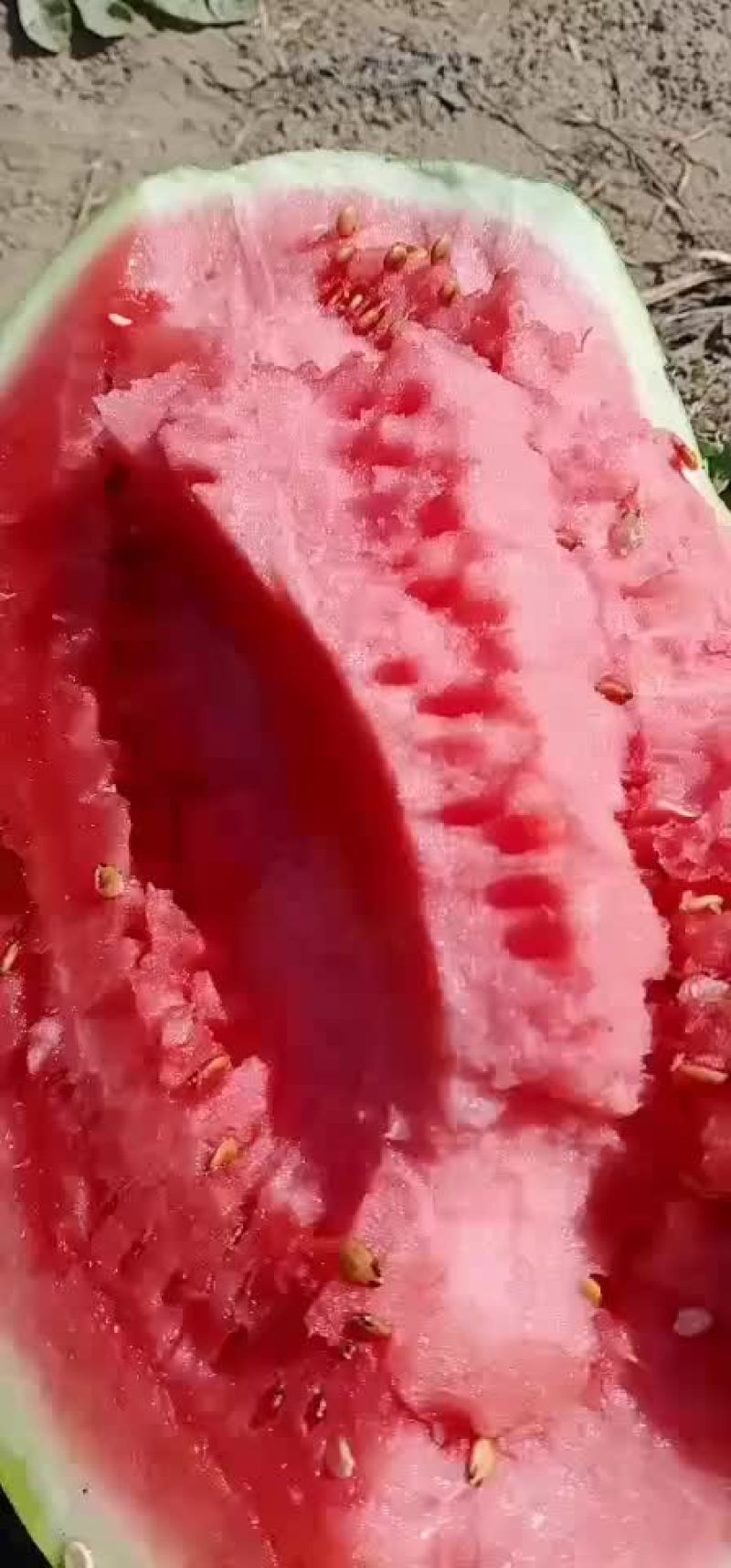 沙漠一号