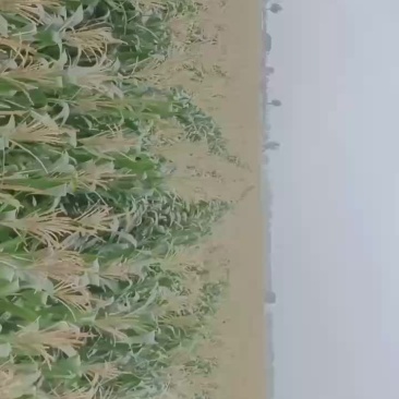 黑糯大量有货