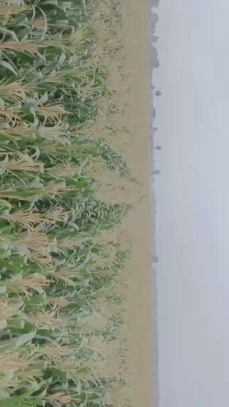 黑糯大量有货