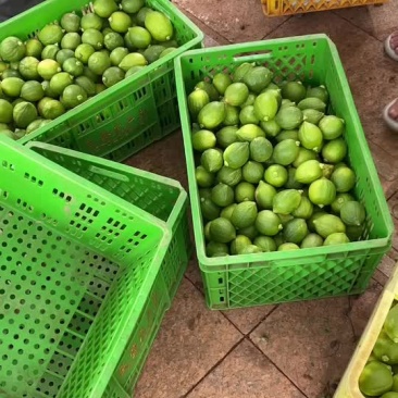 香水柠檬