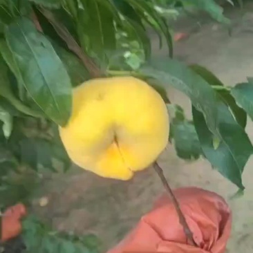 中蟠十三