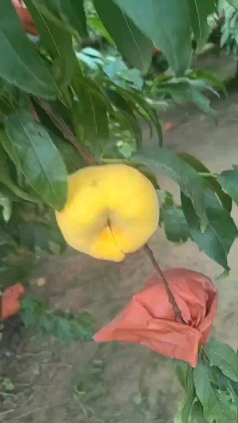 中蟠十三