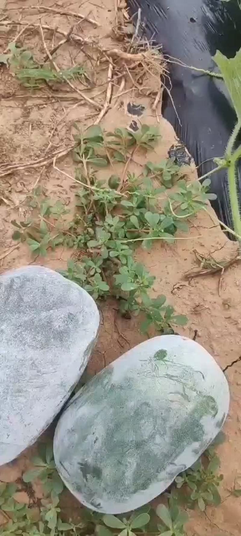 冬瓜