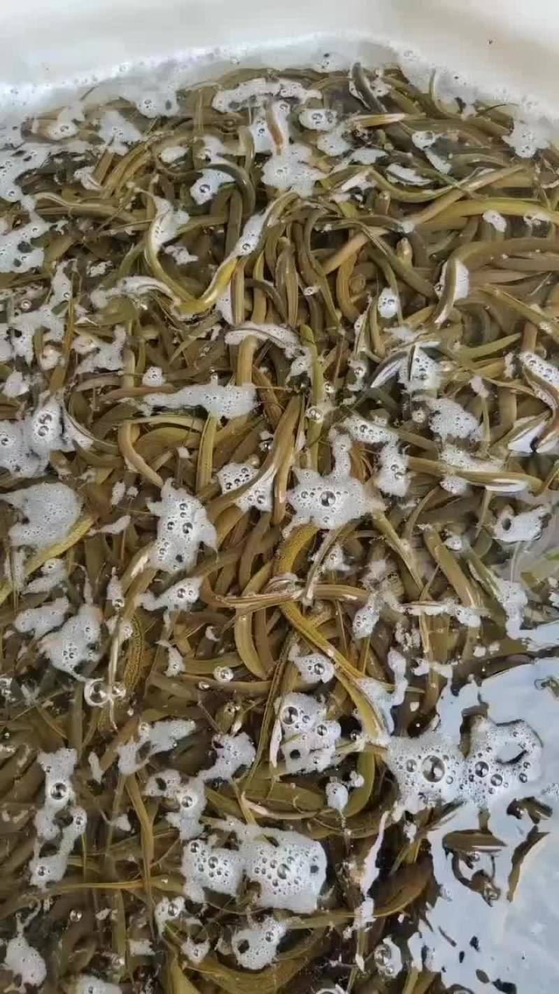 黄鳝鱼