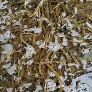 黄鳝鱼