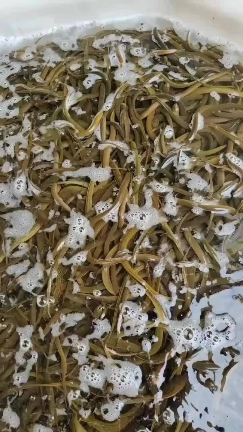 黄鳝鱼