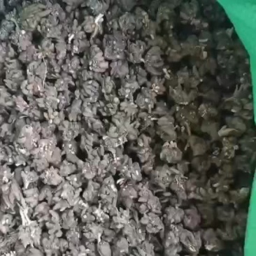 精品毛抓草处理