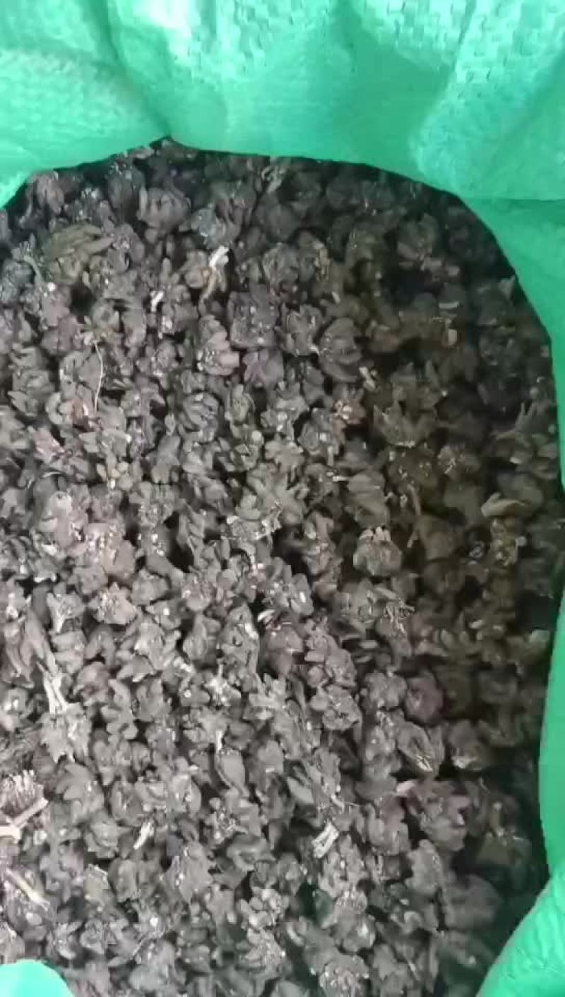 精品毛抓草处理