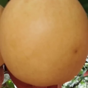 高山梨子