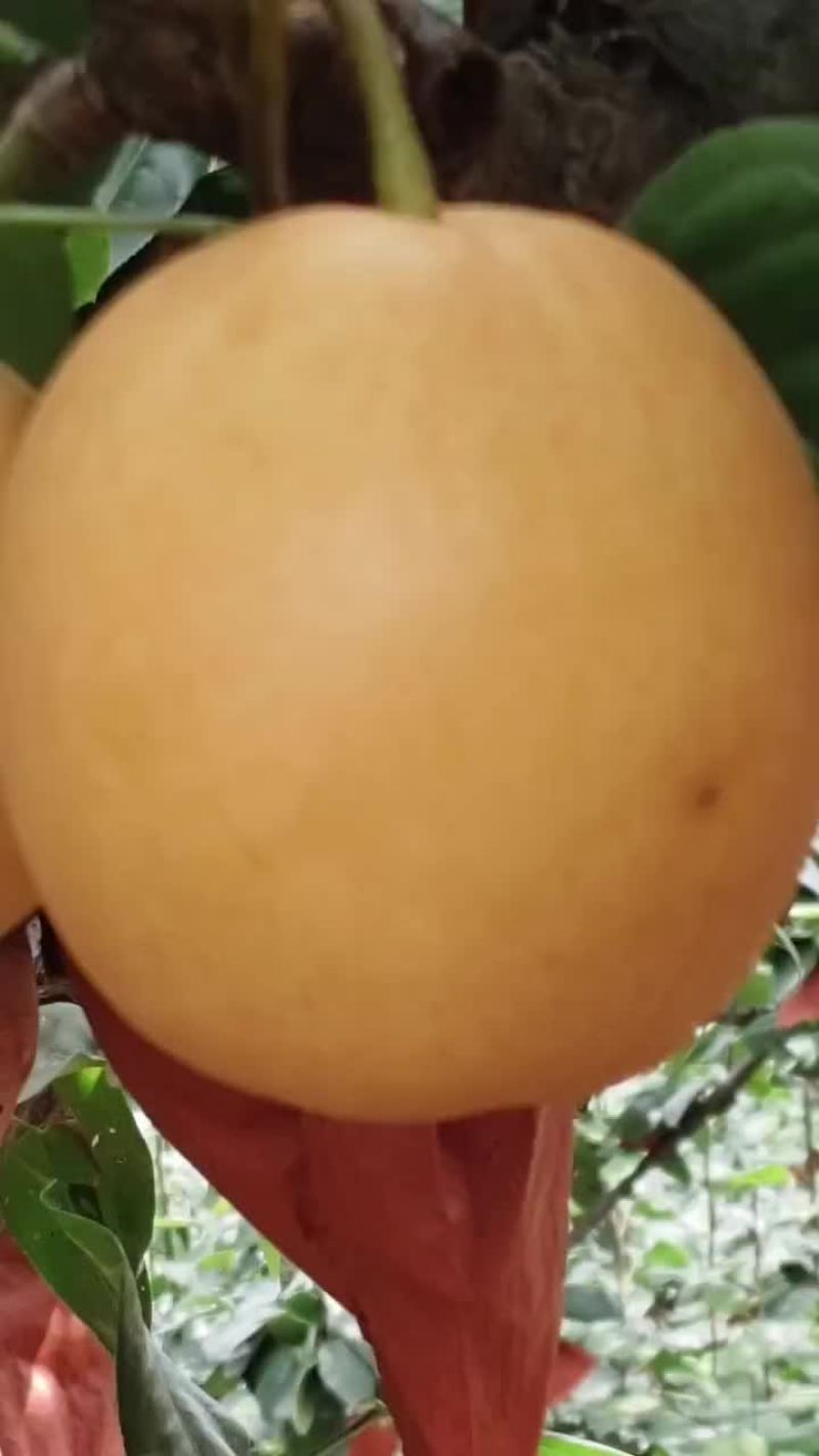 高山梨子