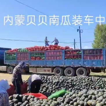 内蒙贝贝南瓜
